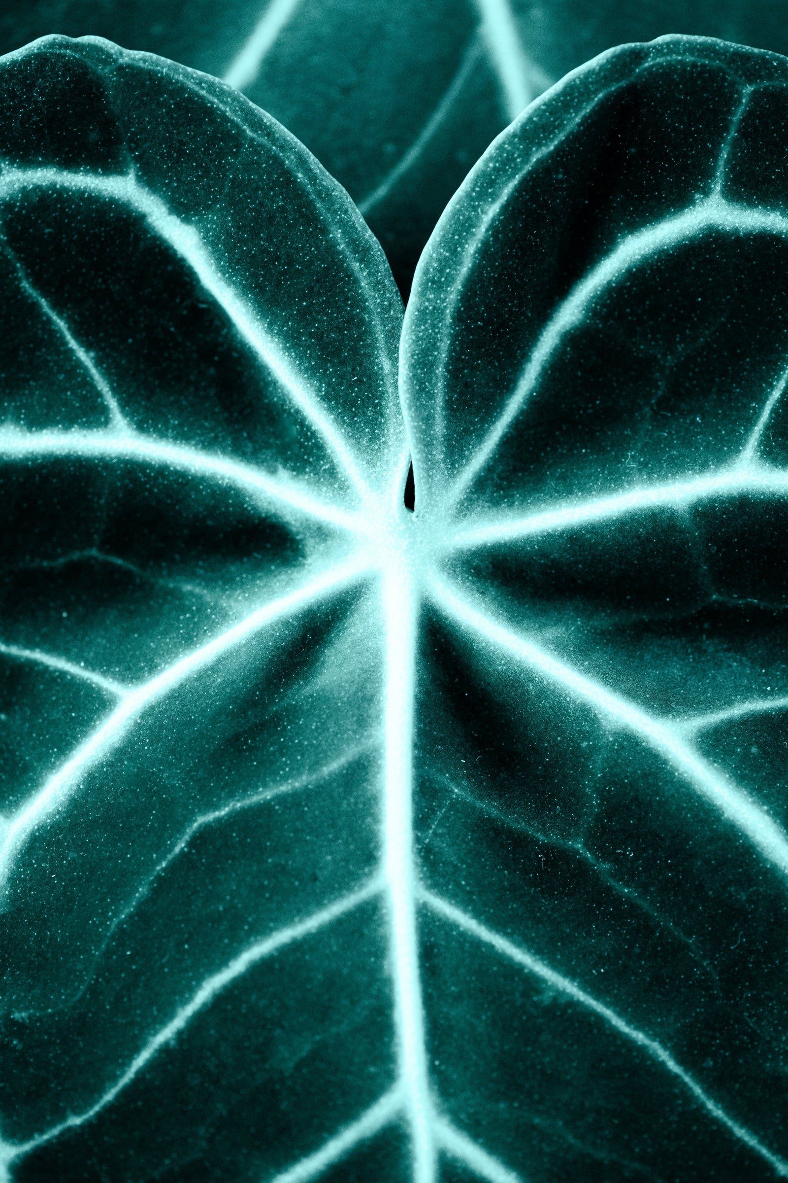 Built For Longevity.